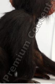 Chimpanzee - Pan troglodytes 0057